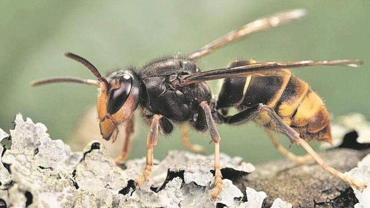 Yellow-legged hornets an invasive species and serious threat to South Carolina agriculture, especially when it comes to the beekeeping industry. The hornets are native to Southeast Asia. Yellow-legged hornets an invasive species and serious threat to South Carolina agriculture, especially when it comes to the beekeeping industry. The hornets are native to Southeast Asia.